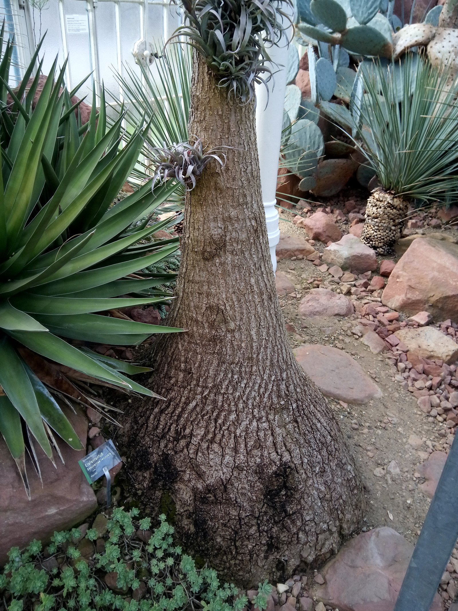 Beaucarnea recurvata - Aerial parts