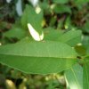 Ligustrum vulgare