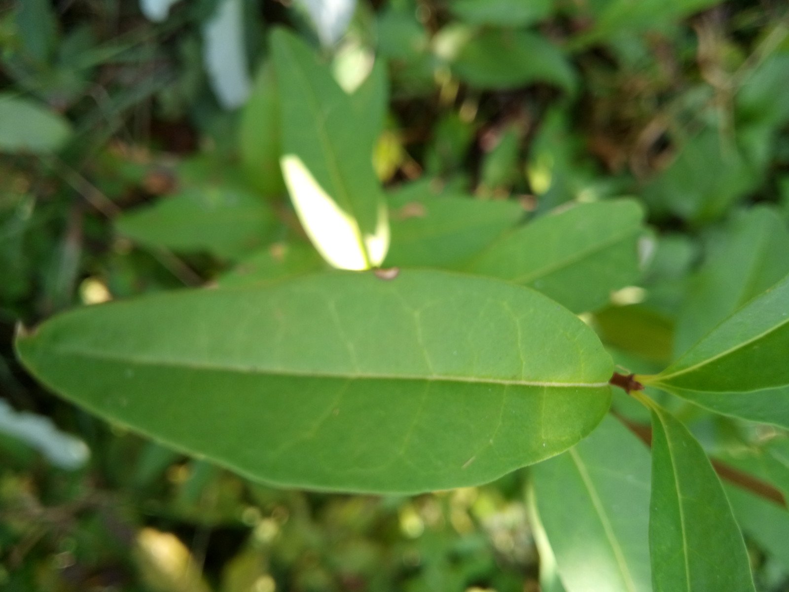 Ligustrum vulgare - Leaf