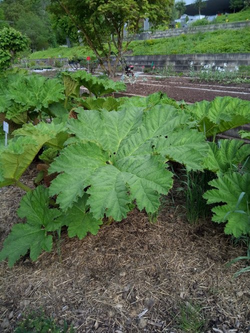 Gunnera manicata