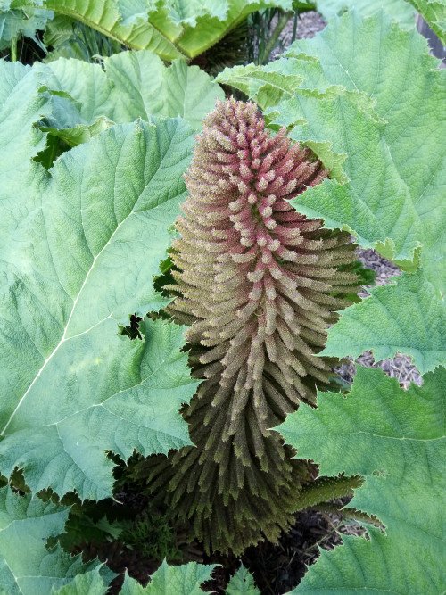 Gunnera manicata