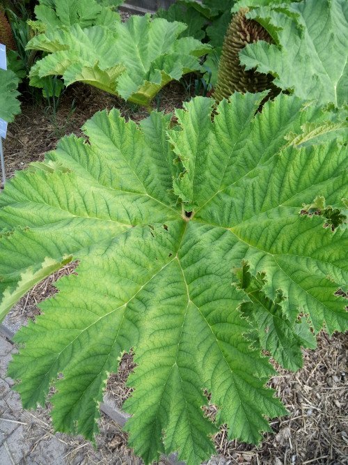 Gunnera manicata