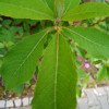 Clethra barbinervis