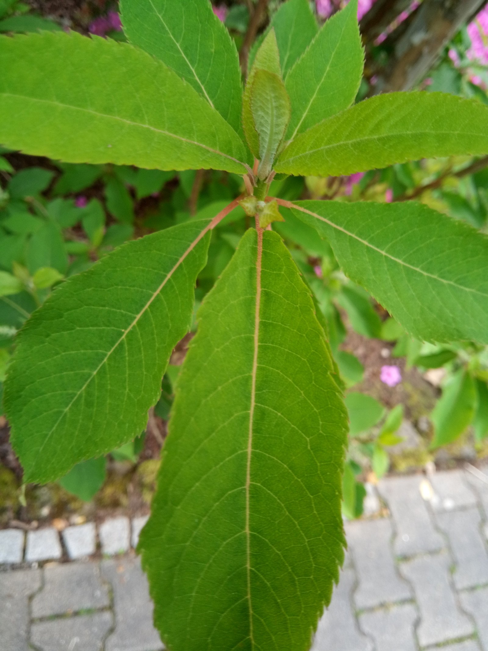 Clethra barbinervis - Leaf