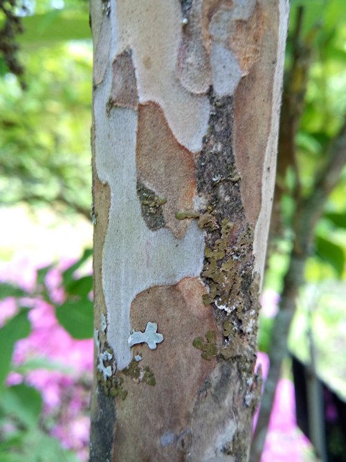 Clethra barbinervis
