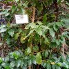 Coffea mauritiana