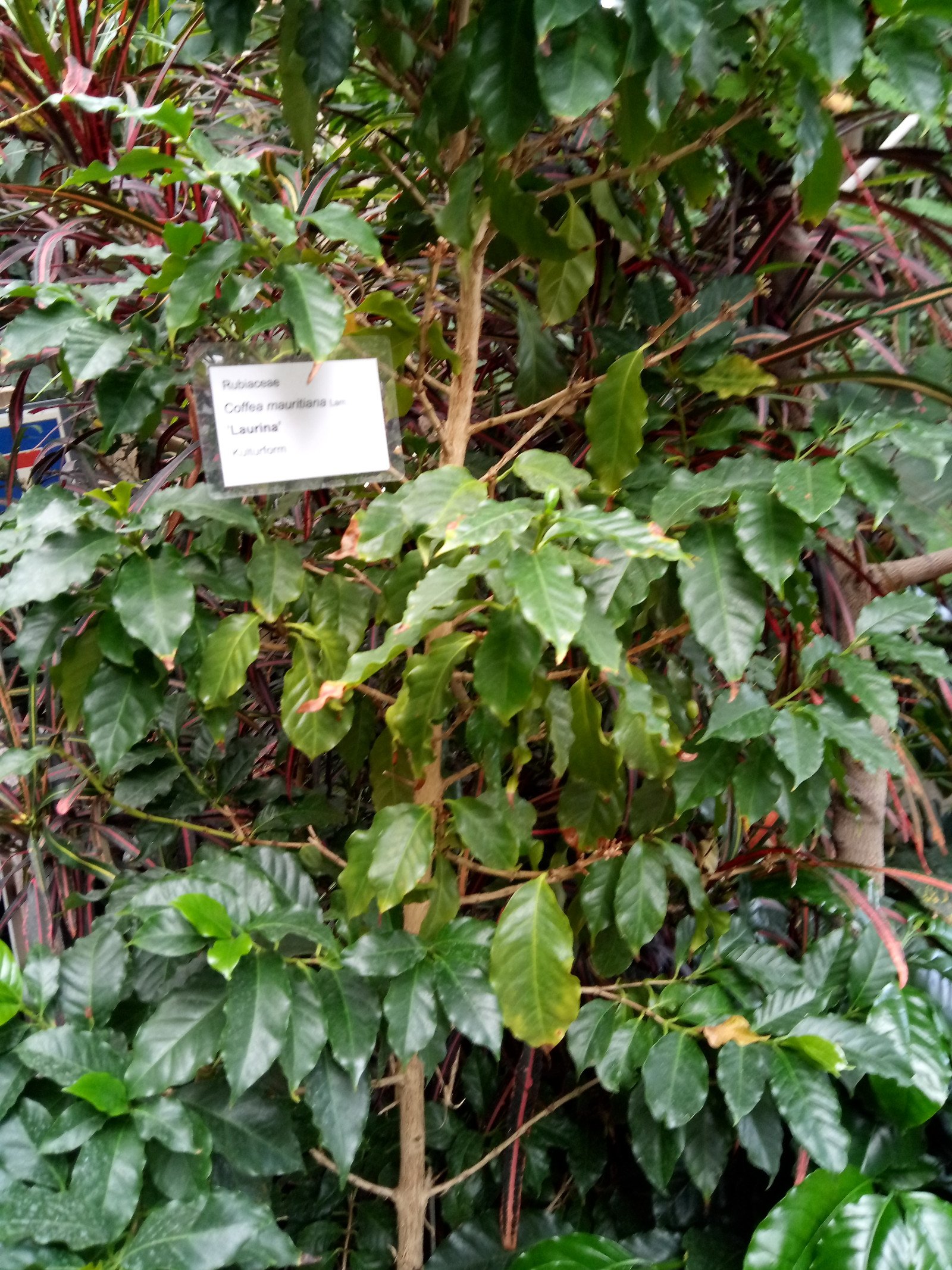 Coffea mauritiana - Entire plant