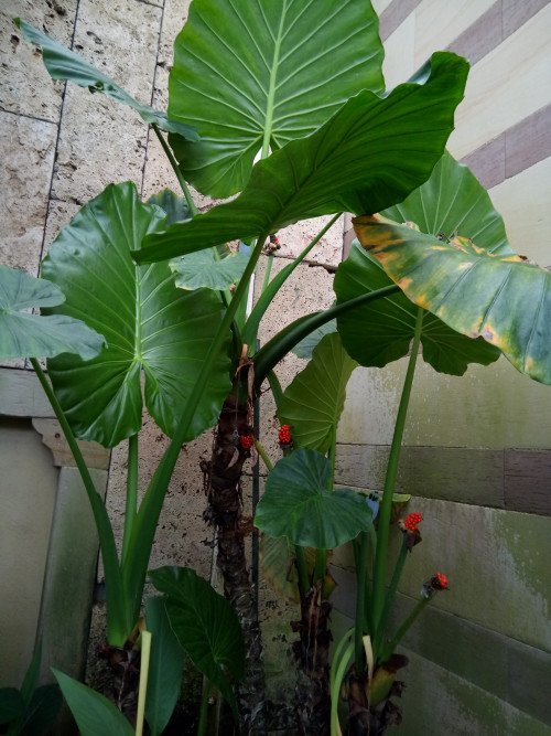 Colocasia esculenta