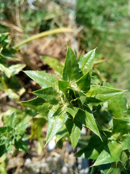 Carthamus tinctorius