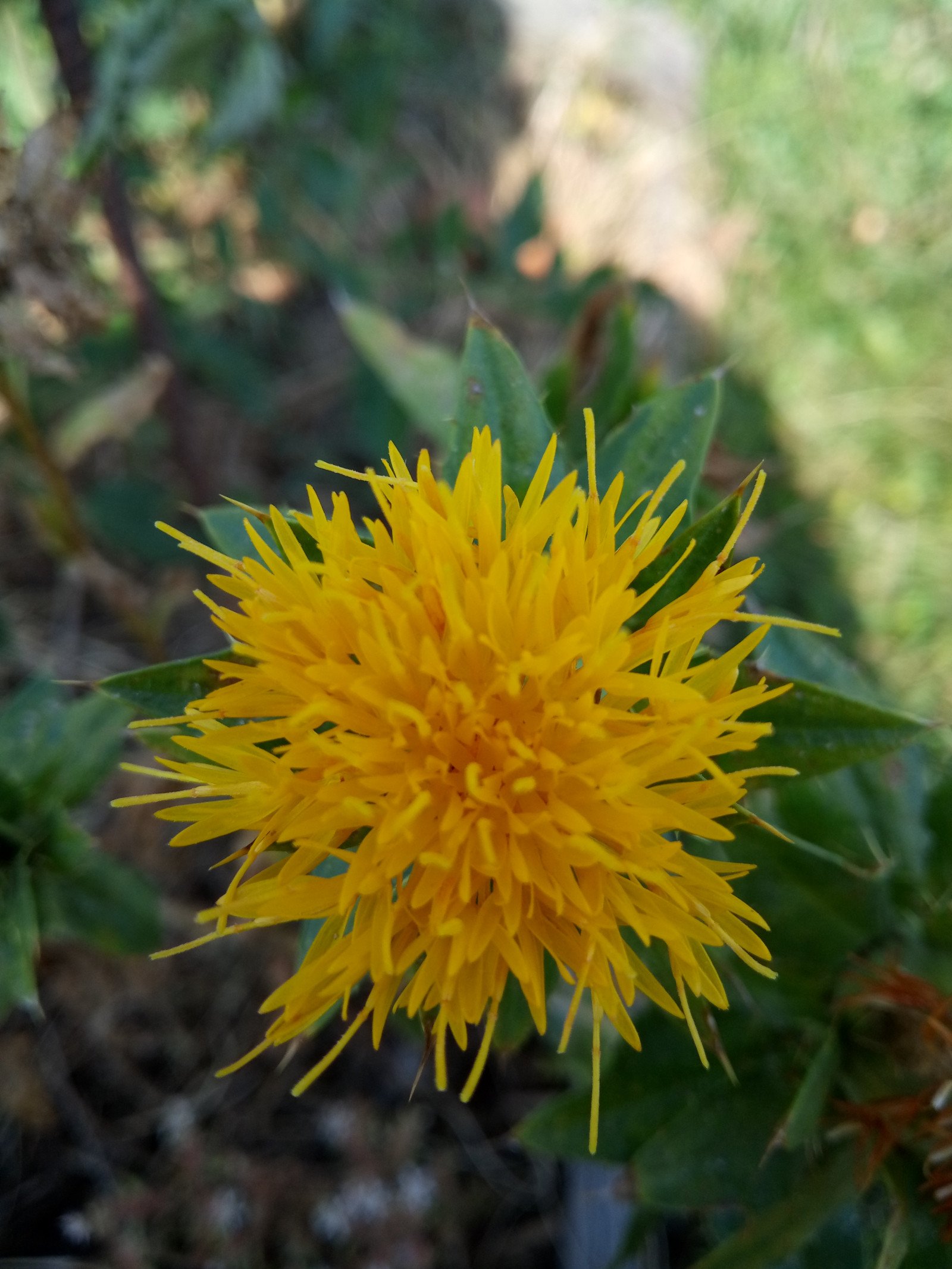 Carthamus tinctorius - Flower