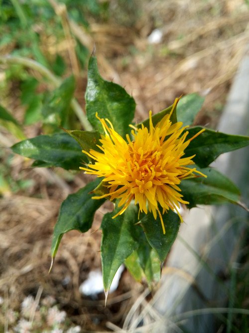 Carthamus tinctorius
