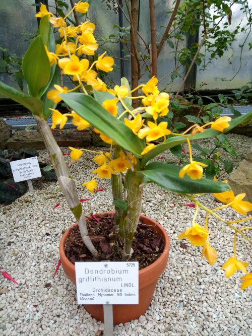 Dendrobium griffithianum