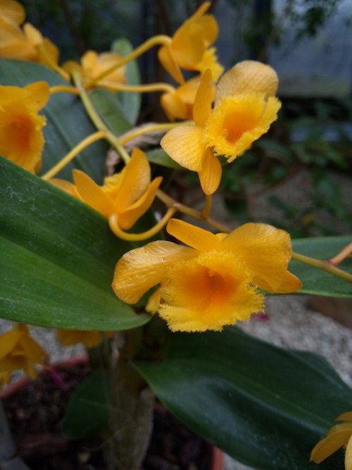 Dendrobium griffithianum