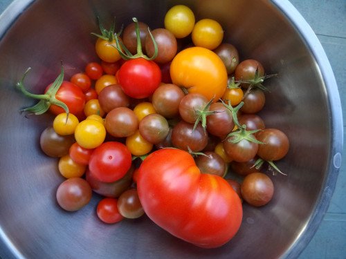 Solanum lycopersicum
