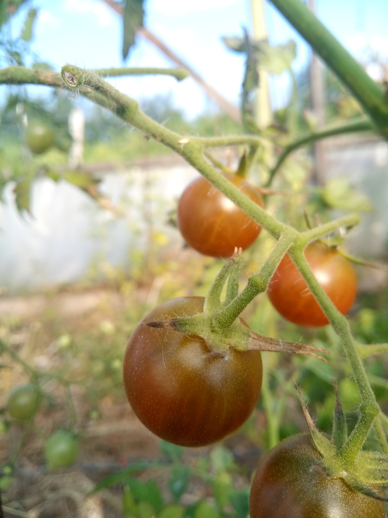 Solanum lycopersicum - Fruit