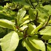 Magnolia × soulangeana