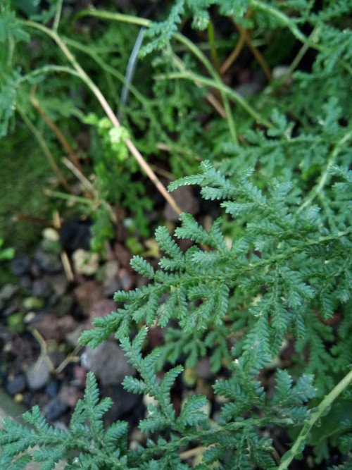 Selaginella braunii