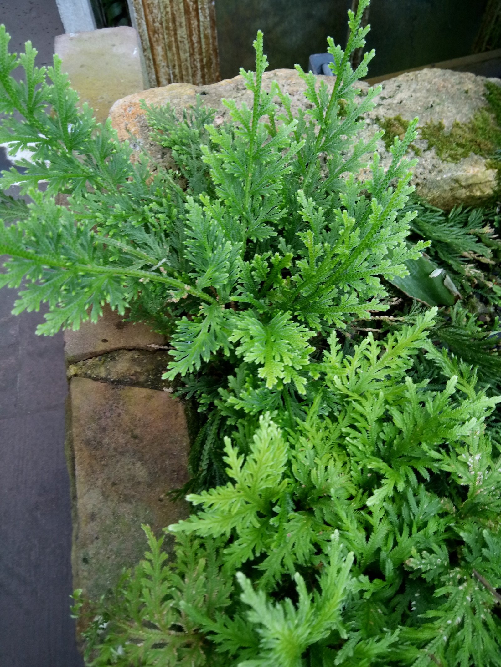 Selaginella douglasii - Entire plant