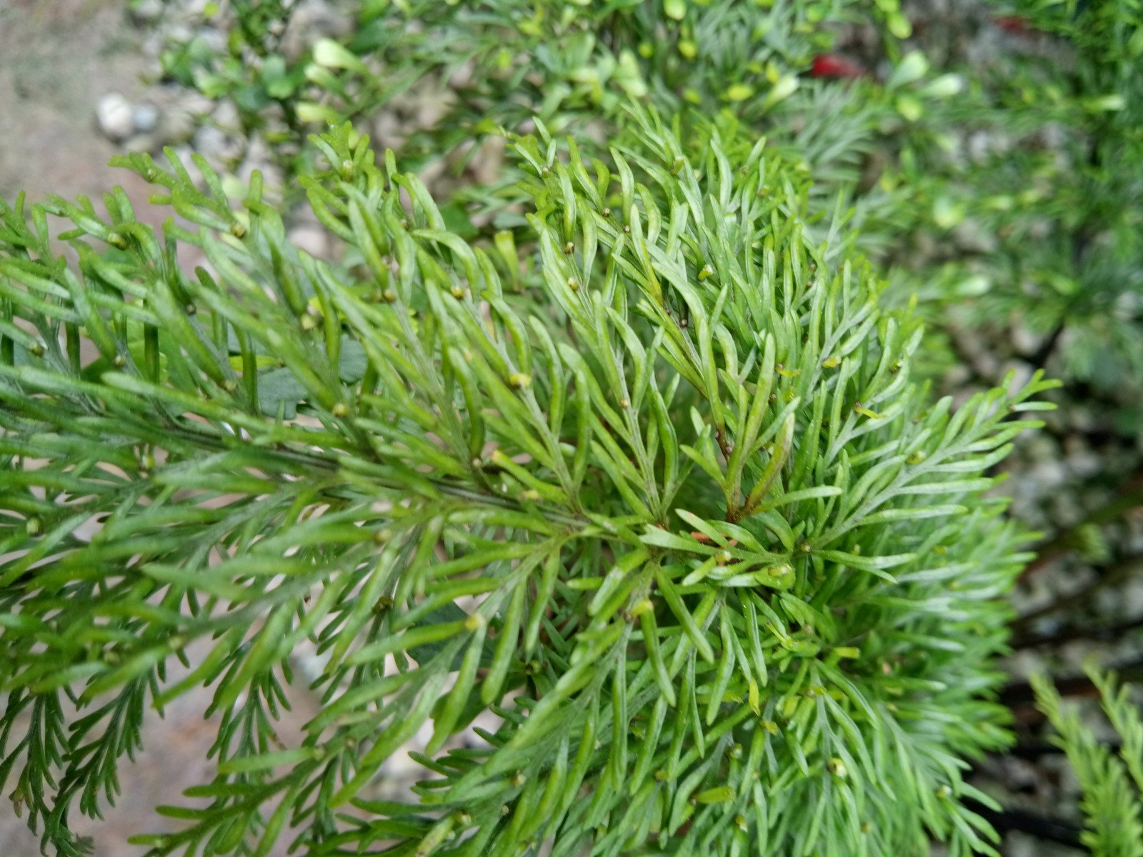 Asplenium daucifolium - Leaf Asplenium daucifolium - Leaf