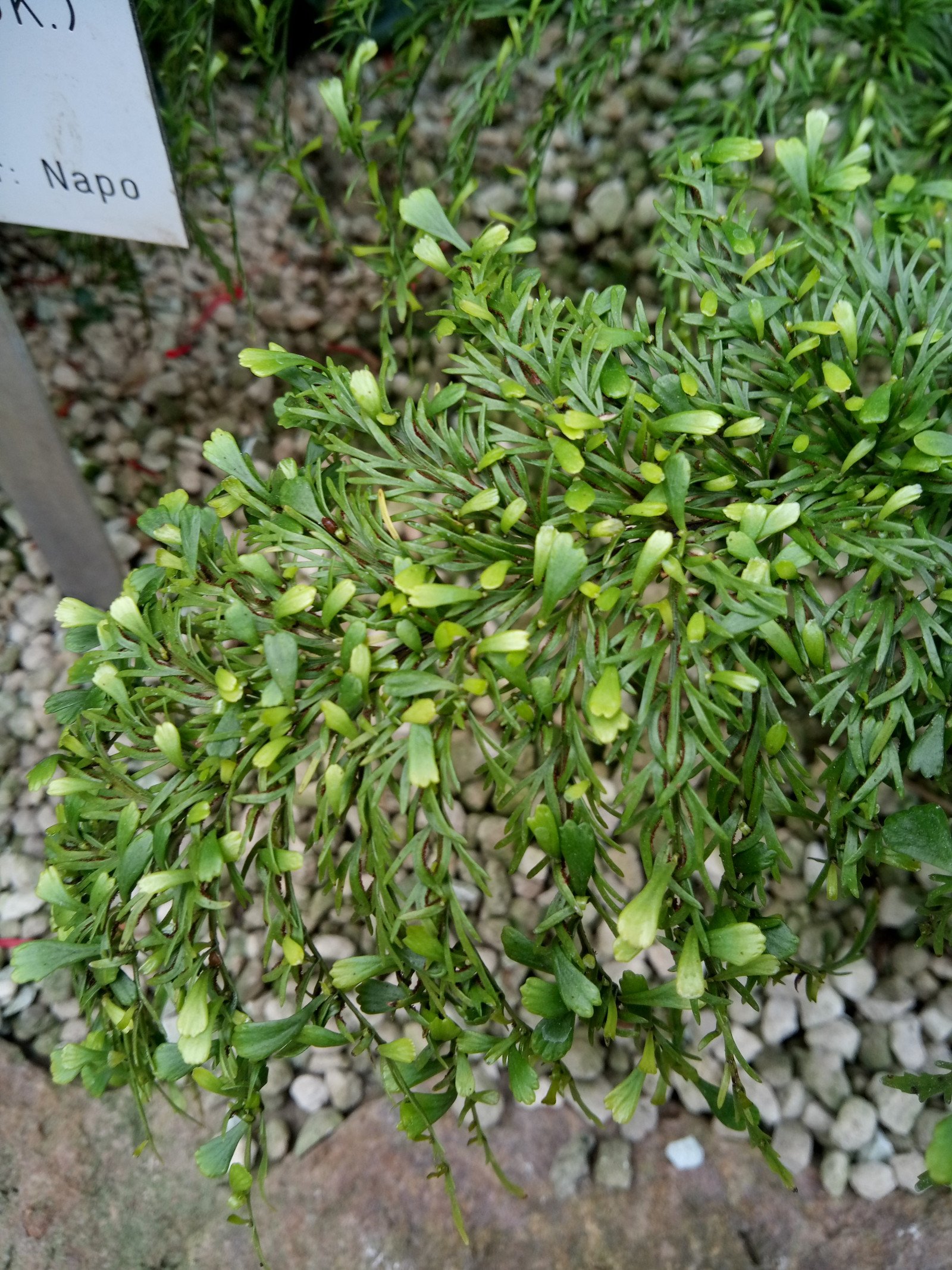 Asplenium daucifolium - Aerial parts Asplenium daucifolium - Aerial parts