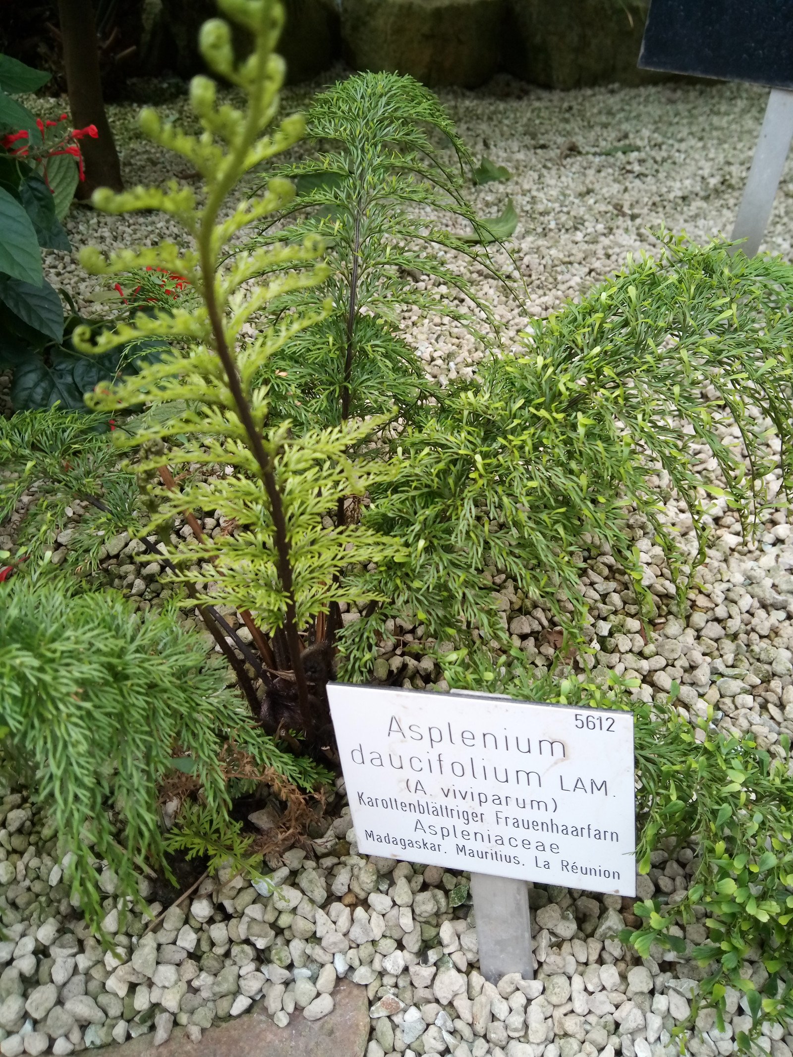 Asplenium daucifolium - Entire plant Asplenium daucifolium - Entire plant