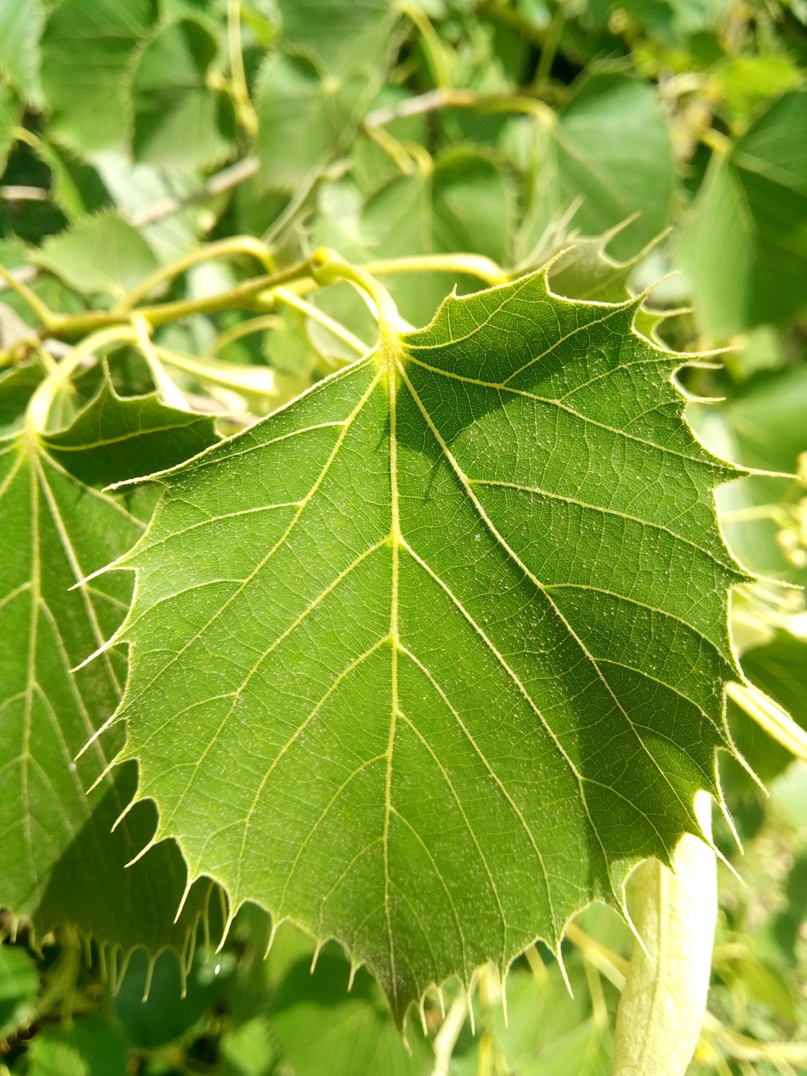 Tilia henryana - Leaf