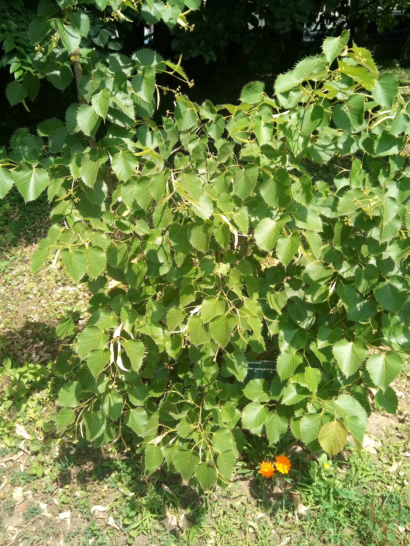 Tilia henryana - Entire plant