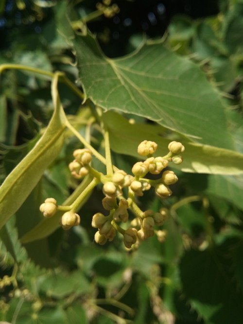 Tilia henryana