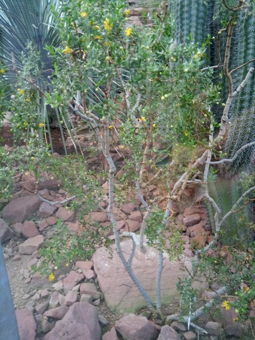 Larrea tridentata