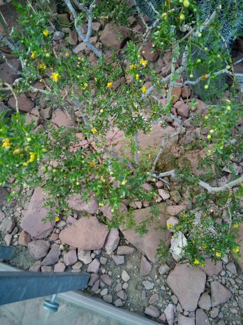 Larrea tridentata