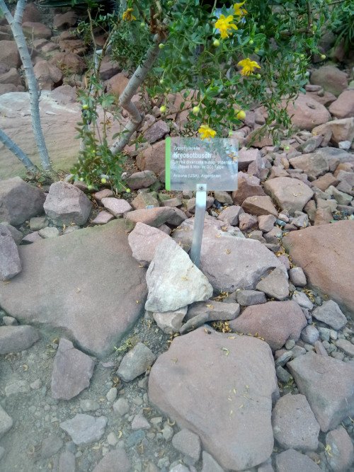 Larrea tridentata