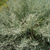 Santolina chamaecyparissus