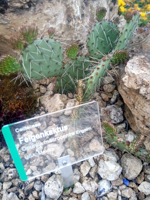 Opuntia macrocentra