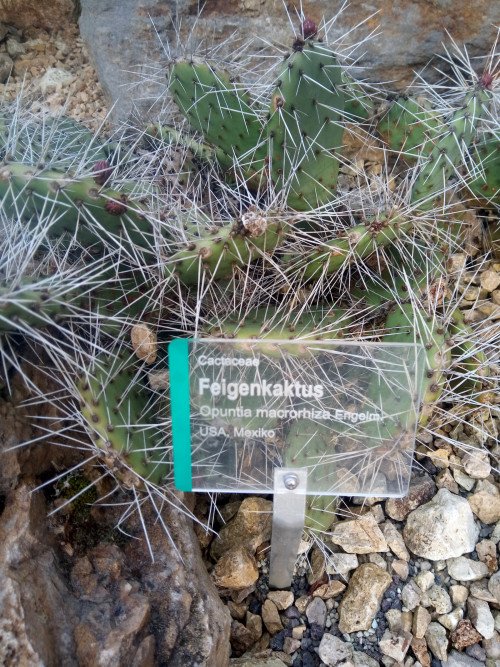 Opuntia macrorhiza