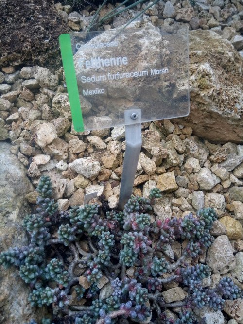Sedum furfuraceum