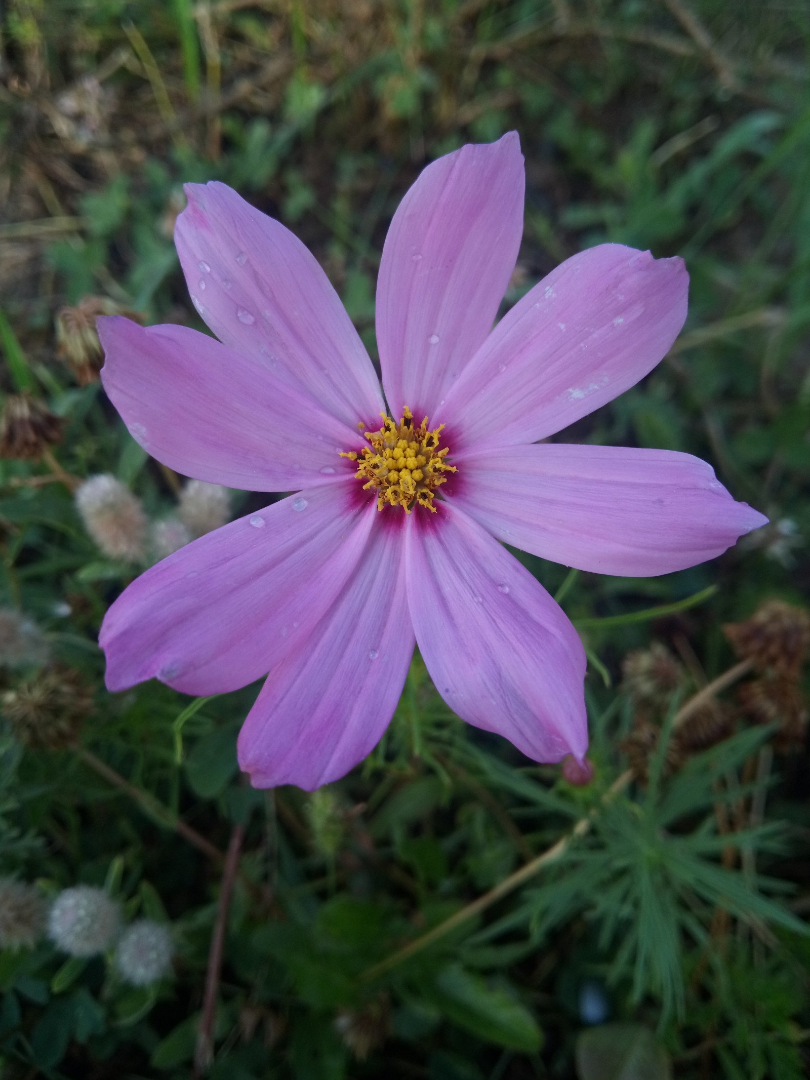 Cosmos bipinnatus - Flower