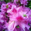 Rhododendron stenopetalum