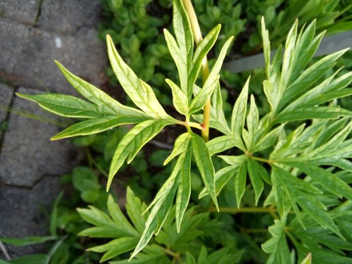 Paeonia veitchii