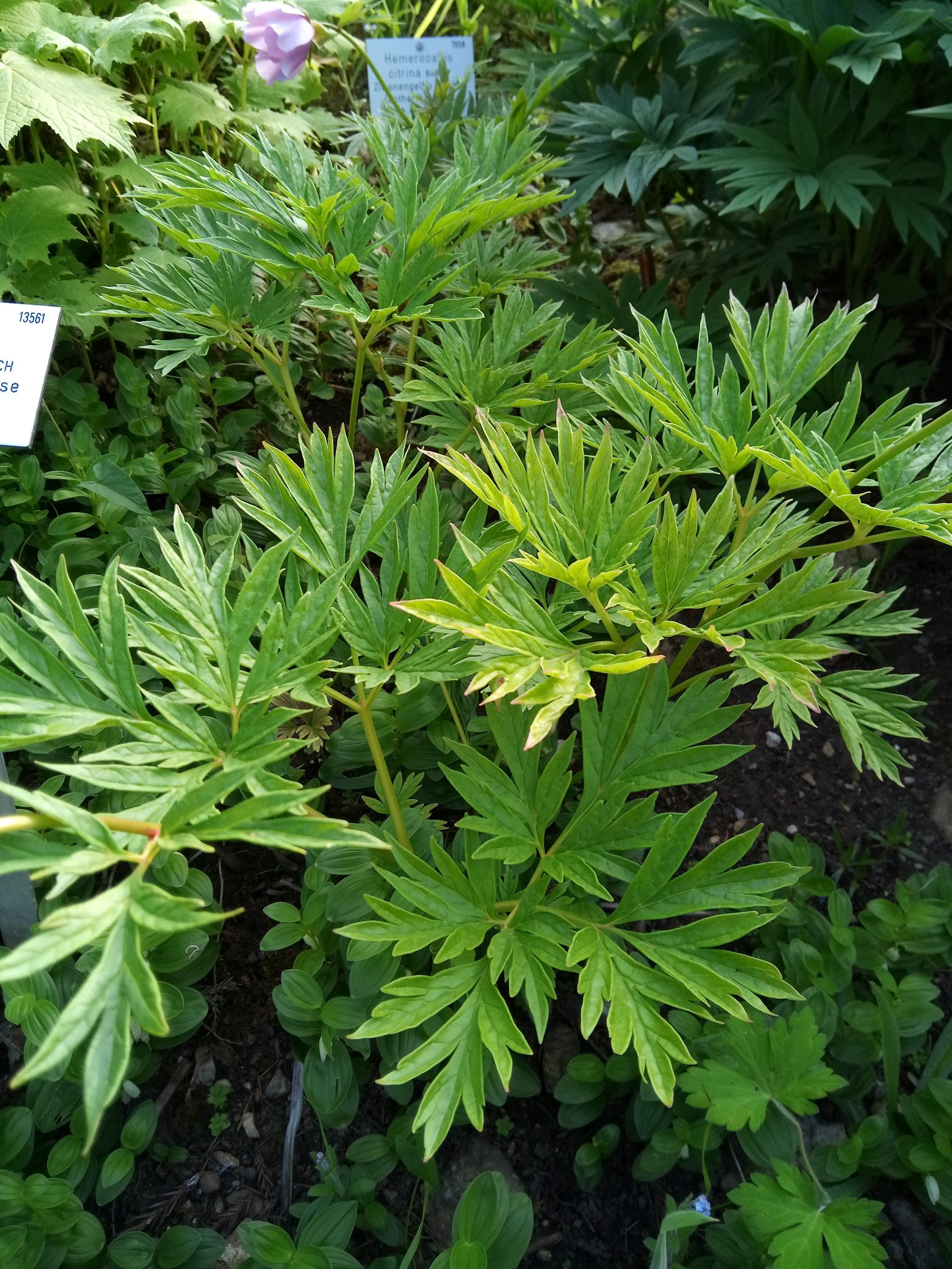 Paeonia anomala  subsp. veitchii - Entire plant