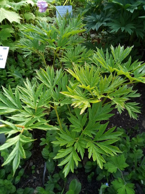 Paeonia veitchii