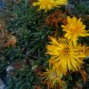 Delosperma congestum