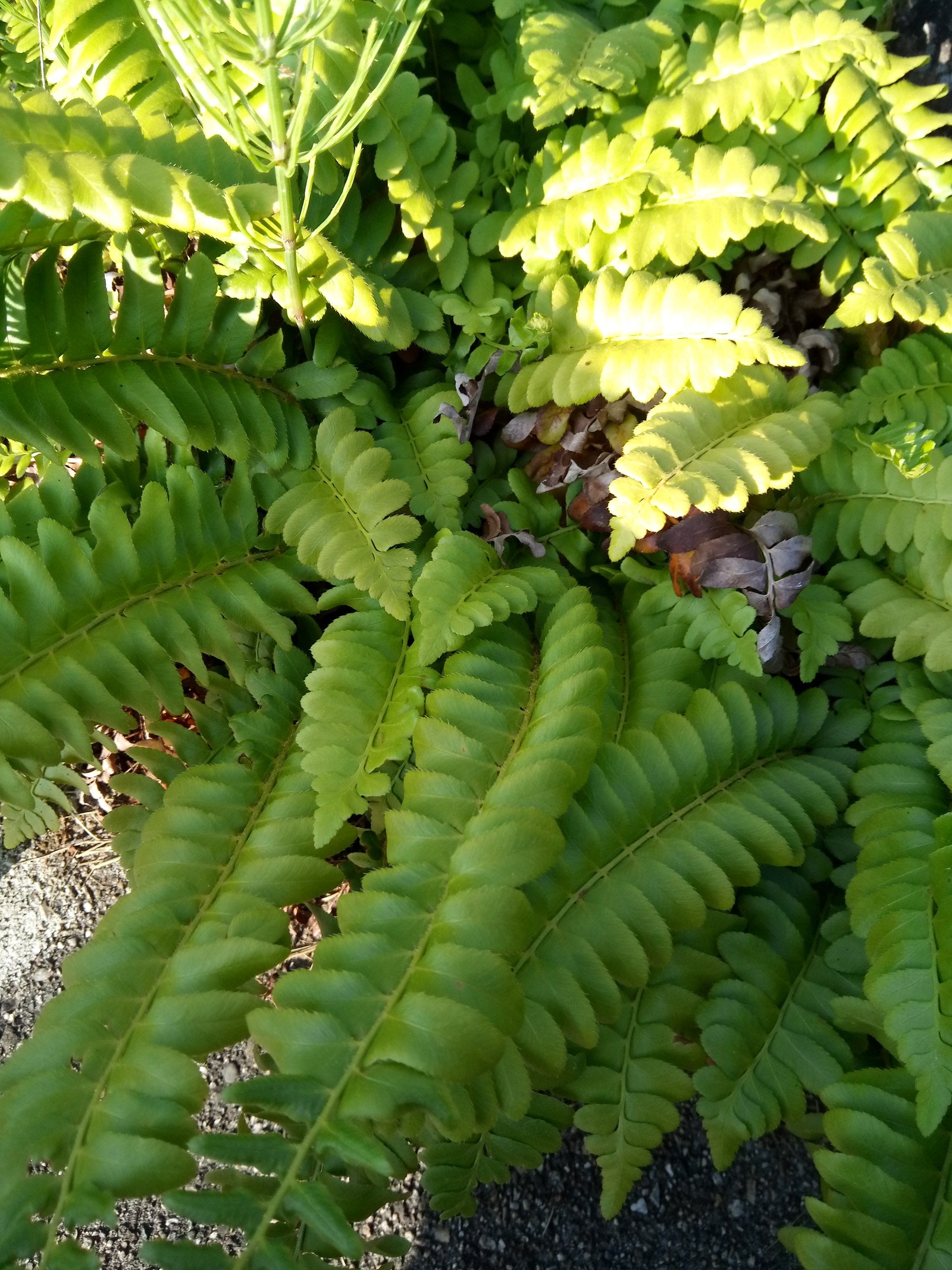 Polystichum acrostichoides - Entire plant