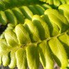 Polystichum acrostichoides