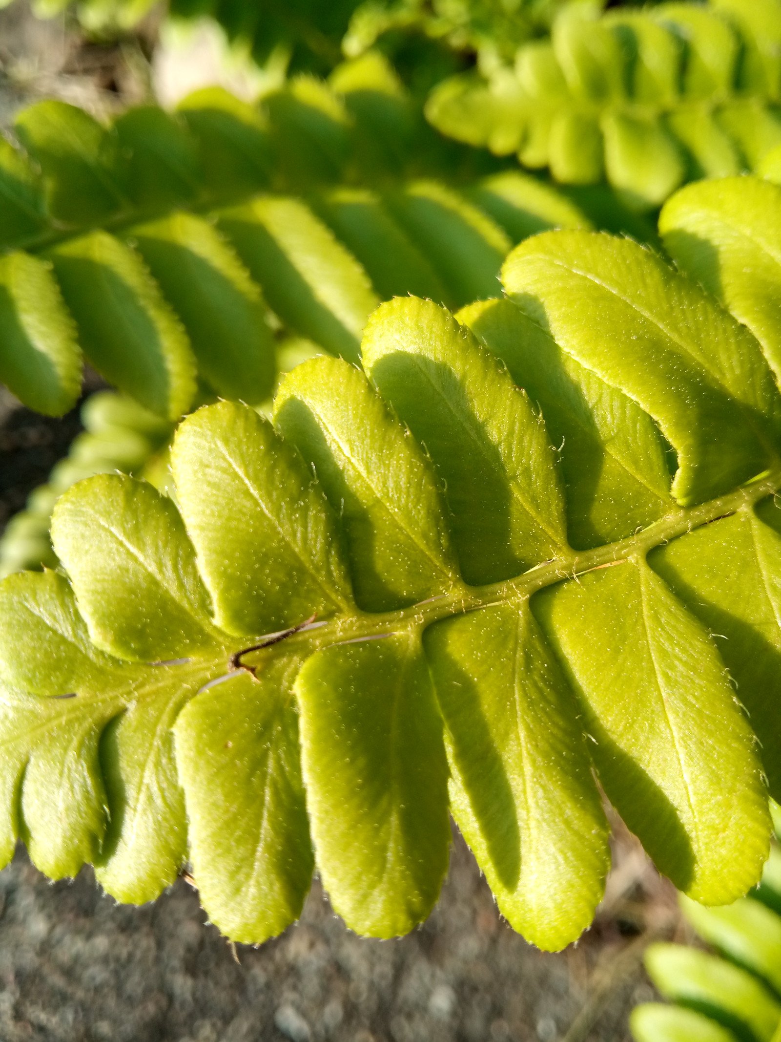Polystichum acrostichoides - Leaf