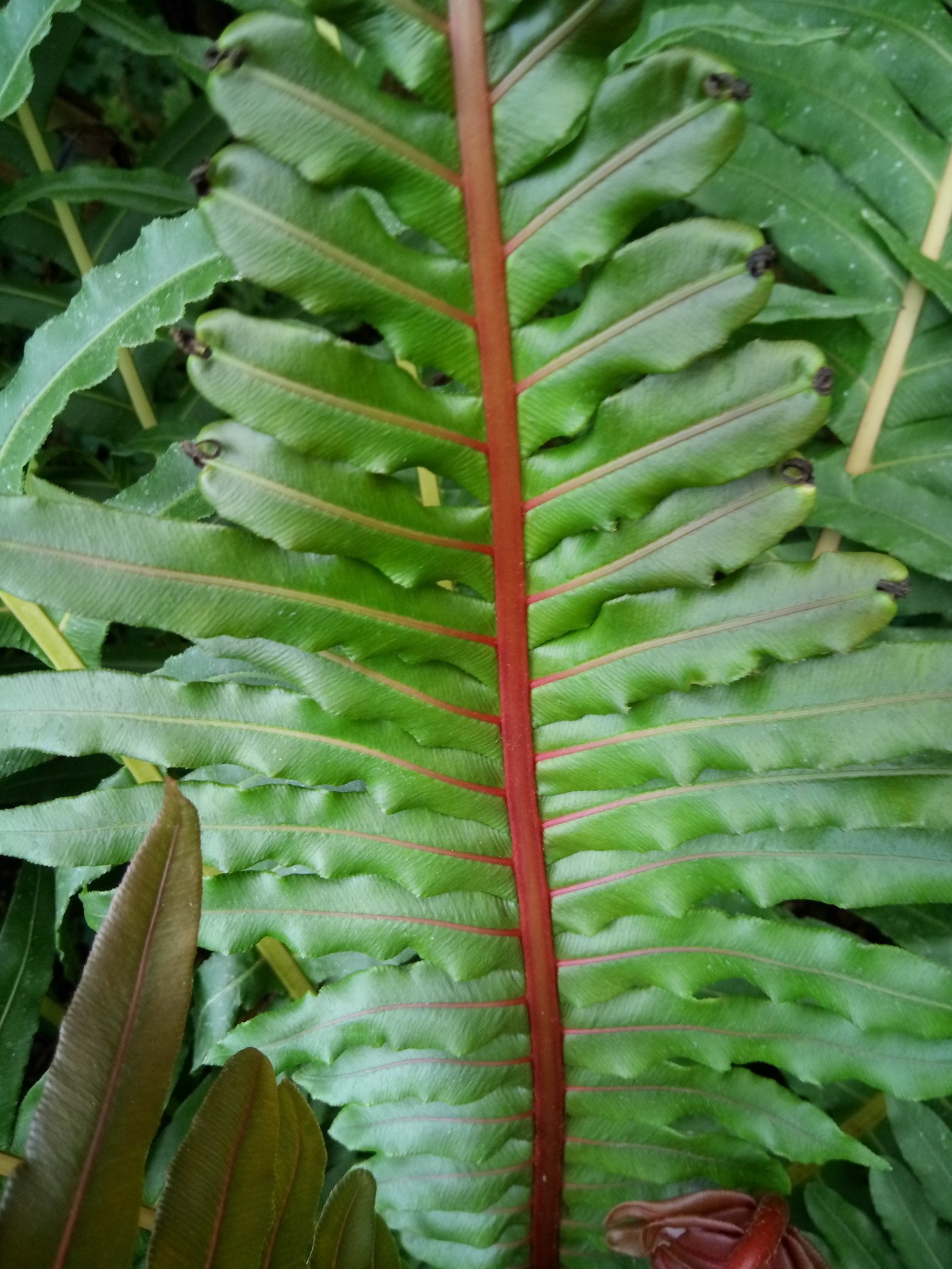 Blechnum brasiliense - Leaf