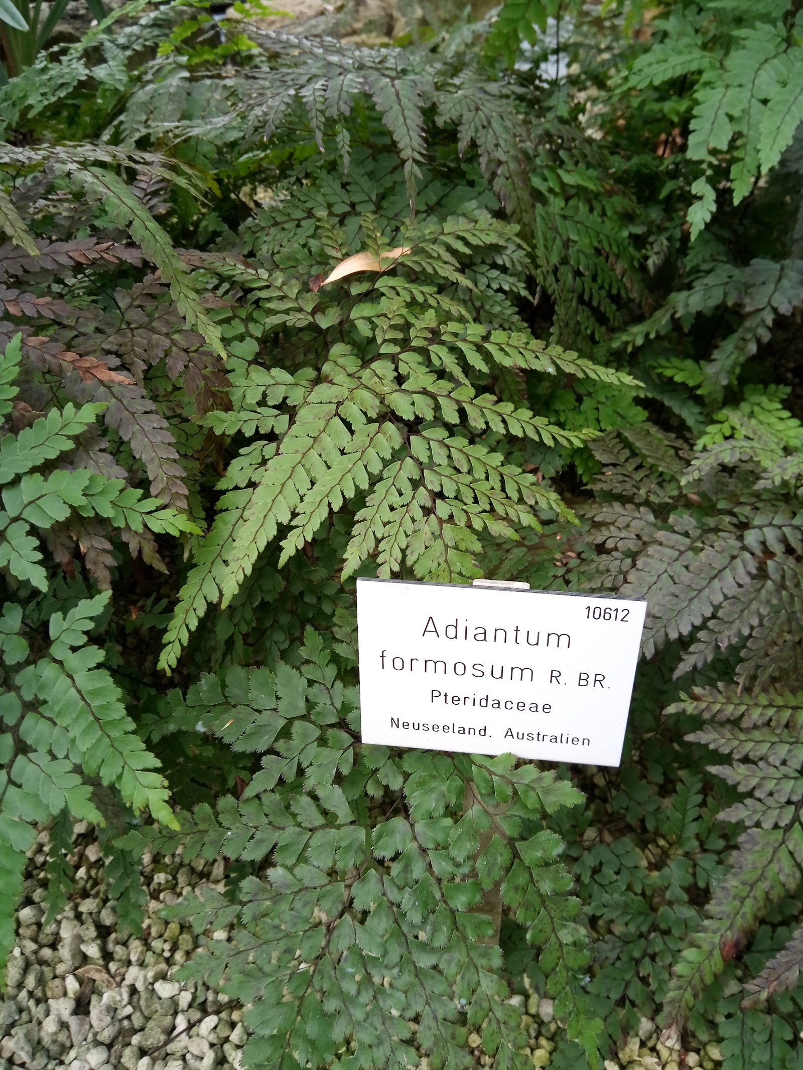 Adiantum formosum - Entire plant