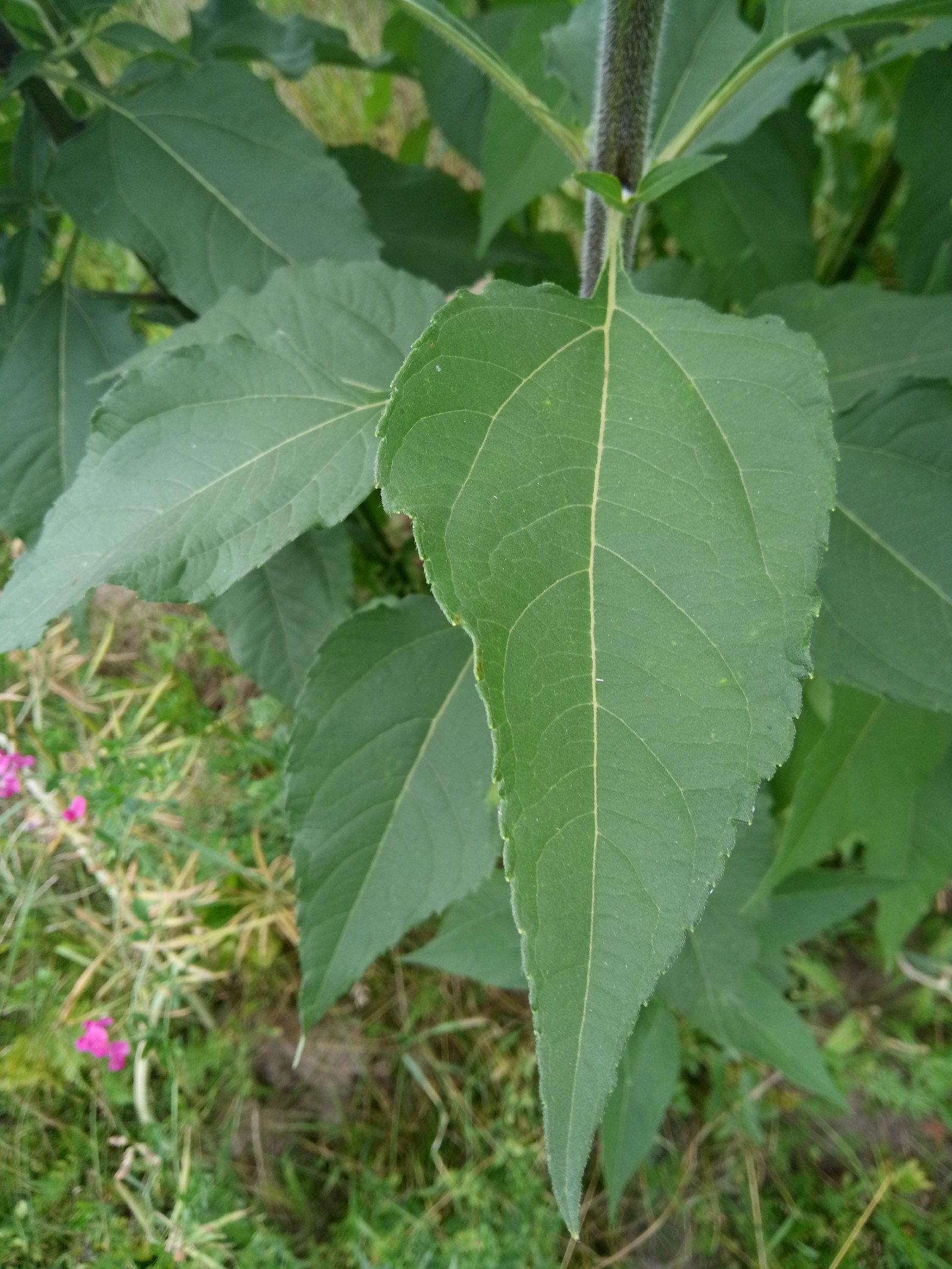 Helianthus tuberosus - Leaf