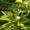 Chrysogonum virginianum