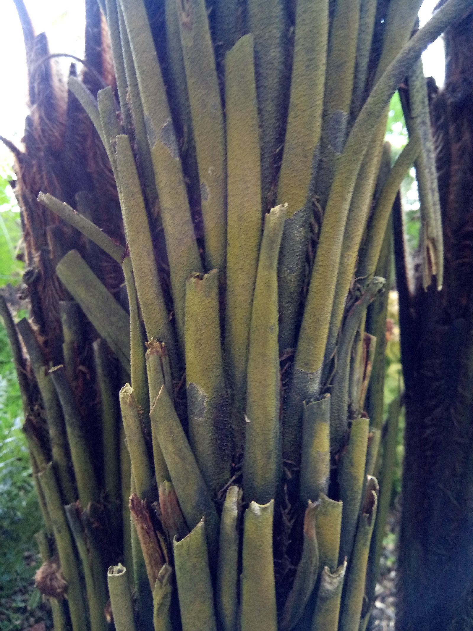 Dicksonia squarrosa - Bark