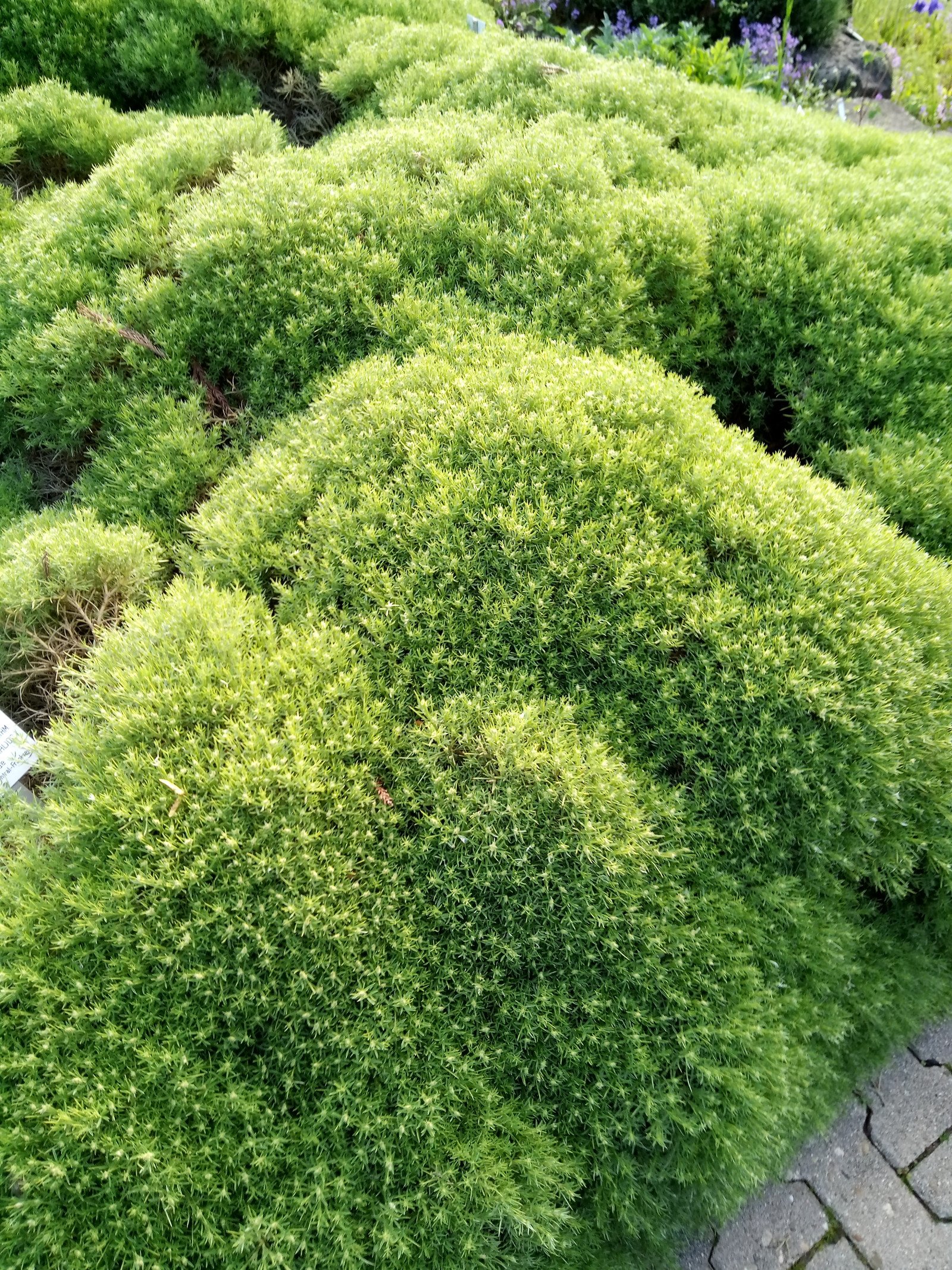 Echinospartum horridum - Entire plant